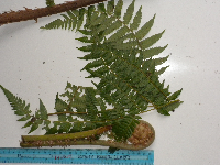 Thumbnail image of current specimen