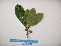 Saurauia conferta image