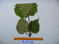 Macaranga strigosa image