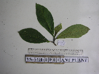 Saurauia conferta image