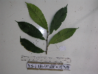 Cyrtandra erectiloba image