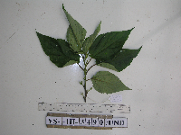 thumbnail image of current specimen