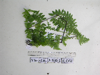 Microsorum rampans image