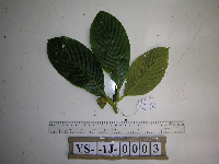 Saurauia conferta image
