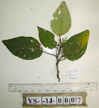 thumbnail image of current specimen