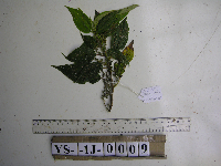 Thumbnail image of current specimen