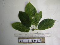 Image of Sterculia schlechteri