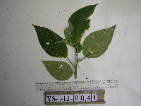 thumbnail image of current specimen