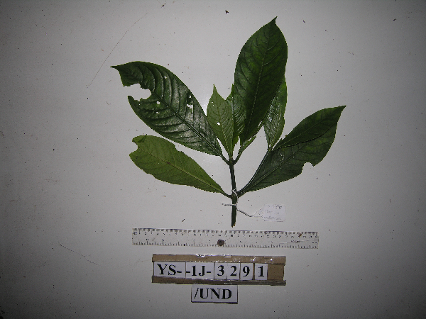 Rubiaceae image