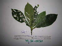 Saurauia conferta image
