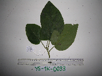 Solanum betaceum image