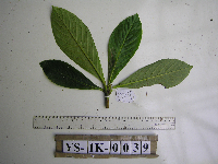 Saurauia conferta image