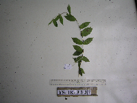 Thumbnail image of current specimen