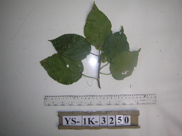 Macaranga polyadenia image