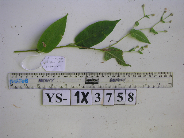 Persicaria chinensis image