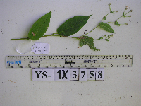 Media resource of Persicaria chinensis