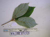 Neolitsea pubescens image
