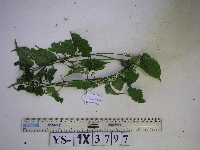 Image of Mikania cordata