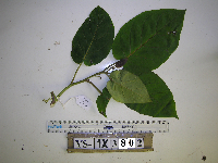 Solanum betaceum image