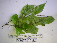 Apocissus hypoglauca image