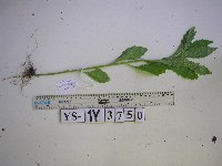 Media resource of Conyza sumatrensis