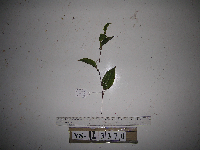 Smilax australis image