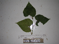 Macaranga bifoveata image