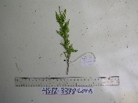 Selaginella velutina image