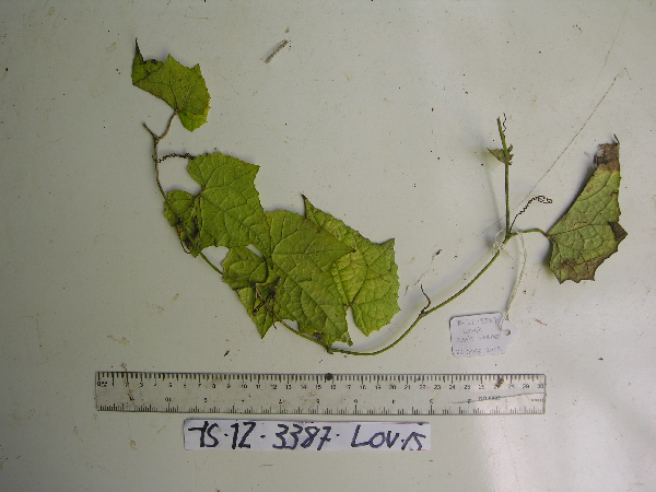 Cucurbitaceae image