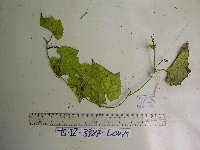 Luffa aegyptiaca image