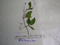 Apocissus hypoglauca image
