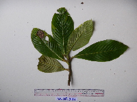 Saurauia conferta image
