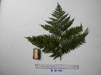 Sphaeropteris glauca image