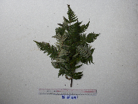 Sphaeropteris glauca image