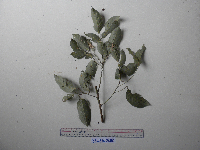 Lithocarpus celebicus image