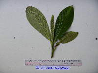 Saurauia conferta image