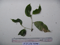Lithocarpus celebicus image