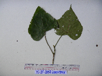 Macaranga bifoveata image