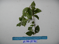 thumbnail image of current specimen