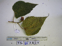 Macaranga strigosa image