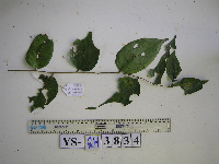 Prunus schlechteri image