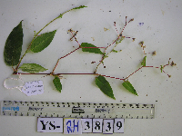 Persicaria chinensis image