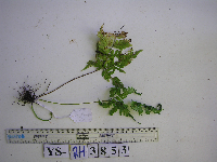 Pleocnemia macrondonta image