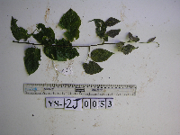Gouania microcarpa image