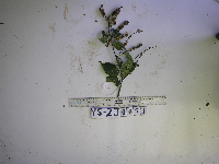 Gouania microcarpa image