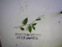 Persicaria chinensis image