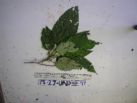 thumbnail image of current specimen
