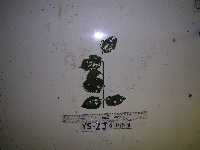 Gouania microcarpa image