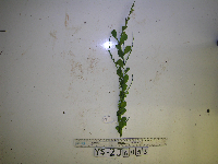 Media resource of Dendromyza pachydisca