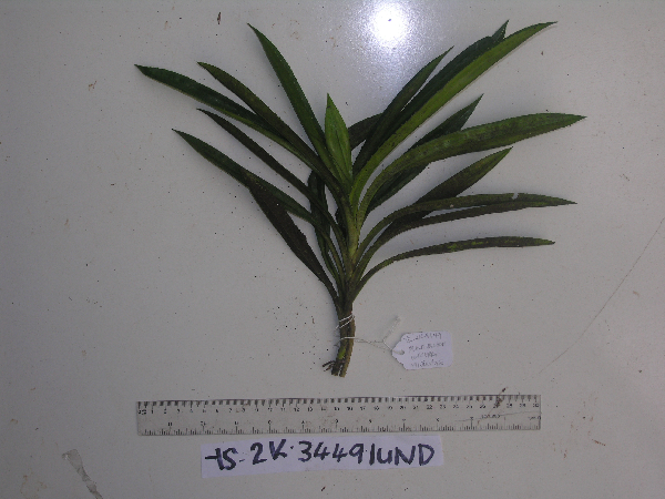 Pandanus englerianus image